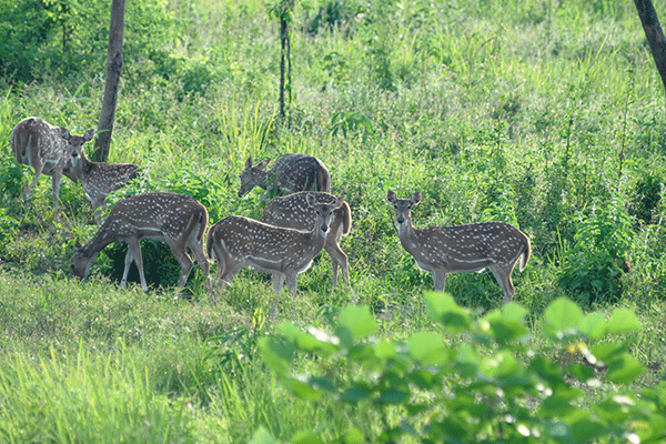 Phibsoo Wildlife Sanctuary